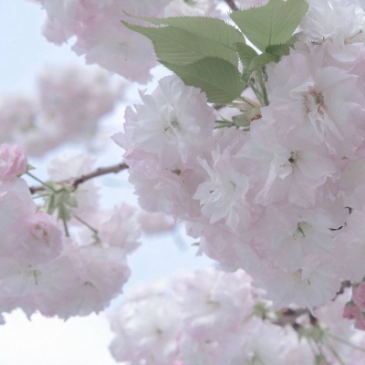 乌什福瑞交流群